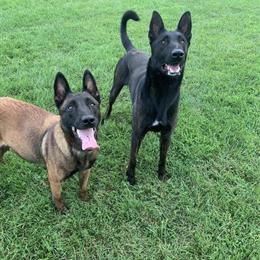 Belgian Malinois Female Puppy Available in Baltimore, md