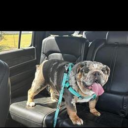 Female English Bulldog Available for Adoption in Saint Clairsville, oh