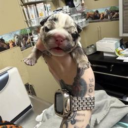 Male English Bulldog Puppies for Sale in Saint Clairsville, oh