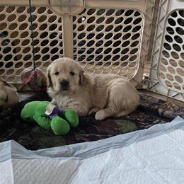 Golden Retriever Puppies AKC Available - 1 Male and 2 Female in Adrian, mi