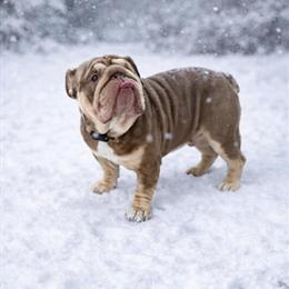 English Bulldogs for Stud Services in Saint Clairsville, oh