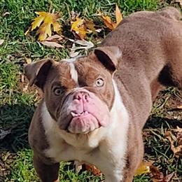 English Bulldog Available for Rehoming in Muncy, pa