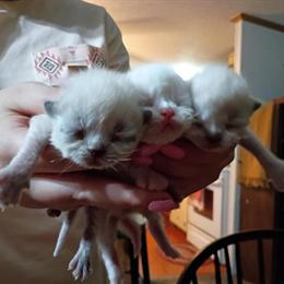 Persian Kittens Available - 3 CFA Registered in Muncy, pa