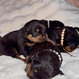Rottweiler Puppies Available - 3 Weeks Old in Queen Creek, az