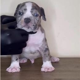 American Bully Puppies Ready for Their Forever Homes in Baltimore, md