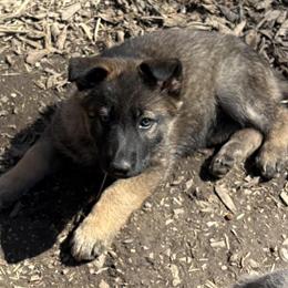 German Shepherd Puppies Available from AKC Registered Litter in Elyria, oh