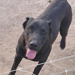 Cane Corso Female Puppies Available in Nashville, tn