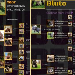 Stud service available for Krillin in Prosperity, sc