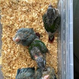 Ringneck and other birds for sale in Kissimmee, fl