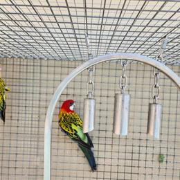Proven Rosella Pair for Breeding in Kissimmee, fl