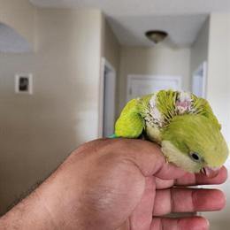 Handfed Green Opaline Quaker Parrots in Kissimmee, fl