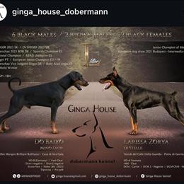 Doberman stud available for breeding in Akron, oh