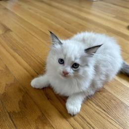 Maine Coon Kittens Ready for Adoption in Kalamazoo, mi