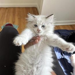 Ragdoll Kittens Ready for Adoption in Kalamazoo, mi