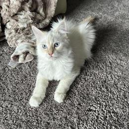Flame Point Ragdolls for Sale in Kalamazoo, mi