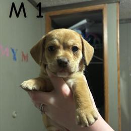 Cockapoo puppies ready for loving homes in Flint, mi