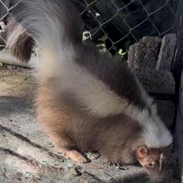 3 Year Old Female Skunk for Adoption in Georgetown, in