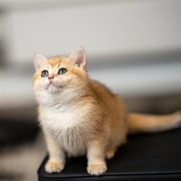 British Shorthair Kittens Ready for Adoption in Dallas, tx
