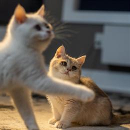 British Shorthair Kittens Available for Reservation in Dallas, tx