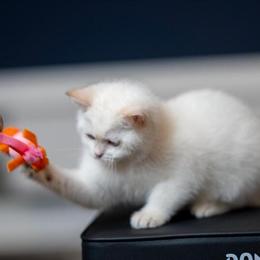 British Shorthair Kittens - Cream Point/White - Champion Lines Available for Reservation in Dallas, tx