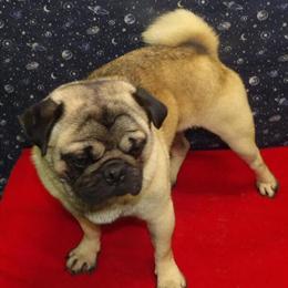Male Pug Jose Ready for His Forever Home in Paterson, nj