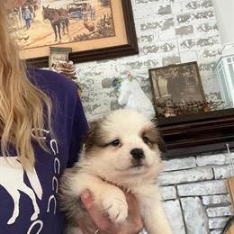 Pembroke Corgi Puppies Available in Calabash, nc