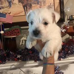 West Highland White Terrier Puppies for Adoption in Calabash, nc