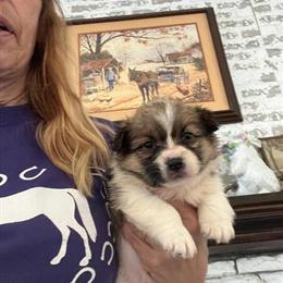 Pembroke Corgi Puppies Available in Calabash, nc