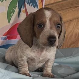 Dachshund Puppies - CKC Registered and Well Socialized in Calabash, nc