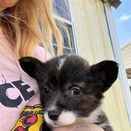 UKC Registered Pembroke Welsh Corgi Puppies in Calabash, nc