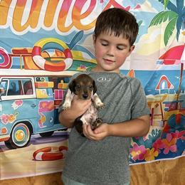 Dachshund Puppies with First Shots in Calabash, nc