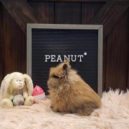 Lionhead bunnies available for adoption in Lakeview, mi