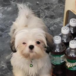 Shih Tzu Puppies Ready for New Homes in Lansing, mi