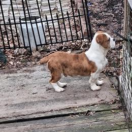 Bull-Shiht Puppies - Unique Colors, Ready for New Homes in Lansing, mi