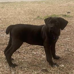 Cane Corso Female Puppy for Adoption in Kinston, nc