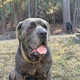 Cane Corso Looking for a New Home in Cameron, nc