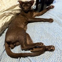 Oriental Shorthair Chocolate Male Kitten for Discerning Home in Mooresville, nc