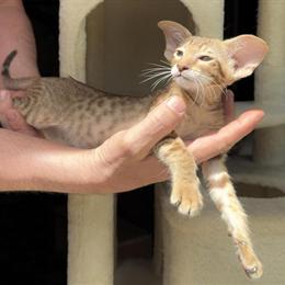 Oriental Shorthair Kittens Ready for Forever Homes in Mooresville, nc