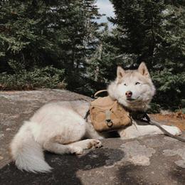 Husky Loki Needs a New Home in Utica, ny