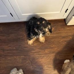 Cocker Spaniel Available in Chillicothe, oh