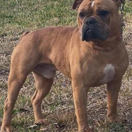 American Bully for Rehoming in Deltona, fl