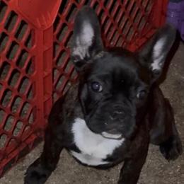 French Bulldog Puppy for Rehoming in Deltona, fl