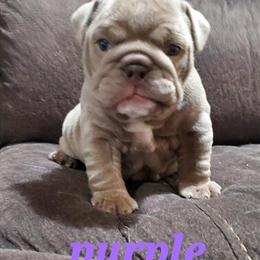 Female English Bulldog Puppies for Sale in Cedar Springs, mi