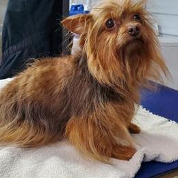 Yorkshire Terrier Female, 7.5 Years Old, Red, Up to Date on Shots in Cedar Springs, mi