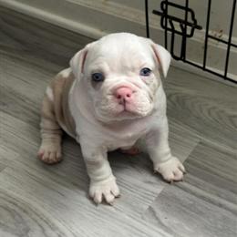 English Bulldog Puppies Ready for New Homes in Toledo, oh