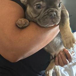 Puppies for Sale in Bedford, oh