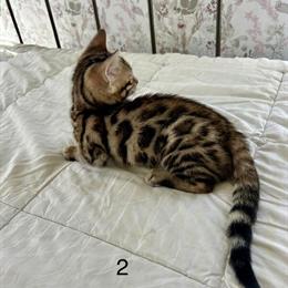 Bengal Kittens Available from Family Cattery in Charlotte, nc