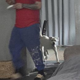 American Bulldog Female, 19 Months Old, Great with Kids and Cats in Edon, oh