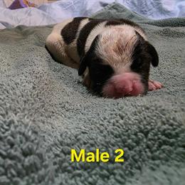 American Bulldog Puppies Available in Edon, oh