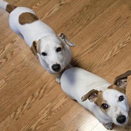 Jack Russell Puppies Ready for New Homes in Hermitage, tn